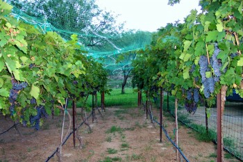 javelina leap vineyard vineyard with grapes and vines