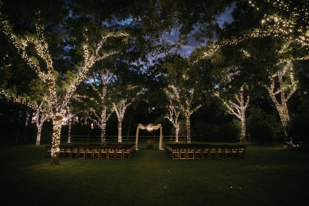 Beautifully lit trees at night at the venue