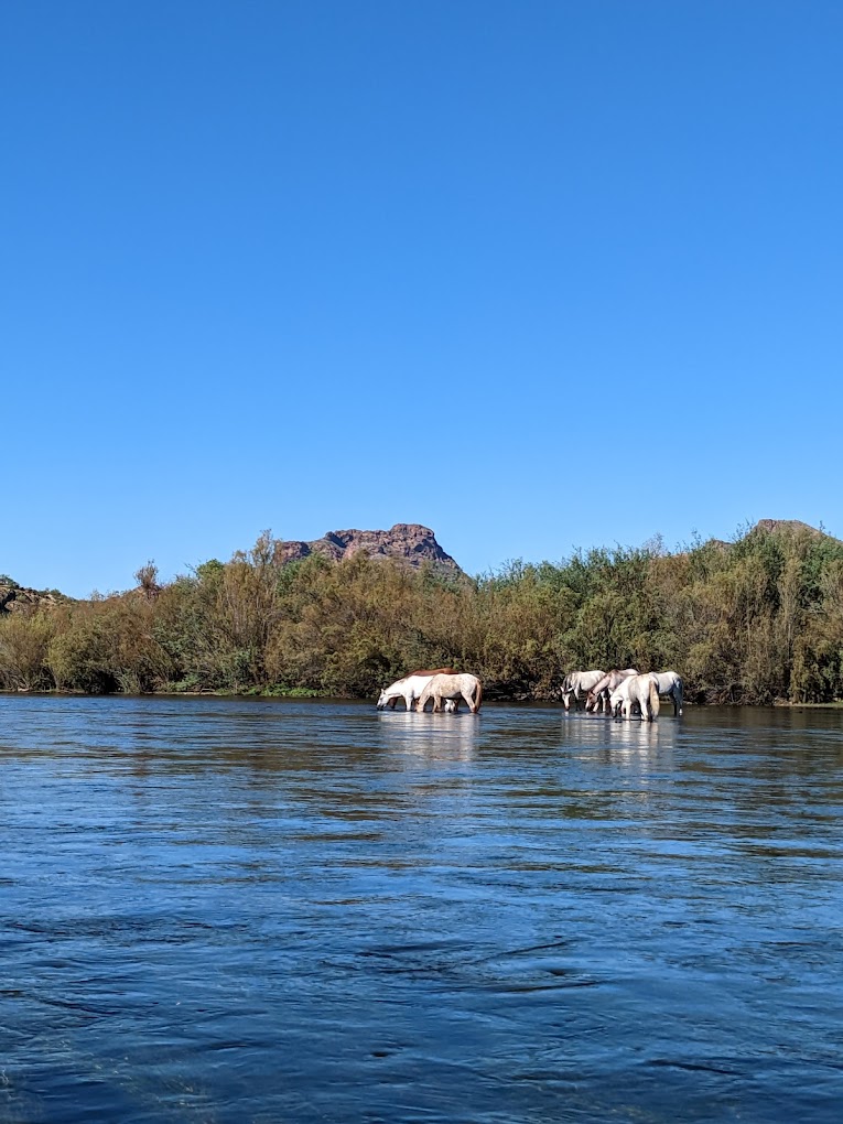Wild horses seen while floating the Salt River